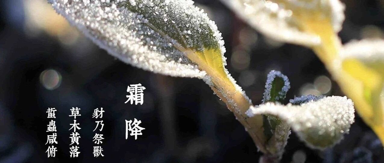 今日霜降，阳不入里，根基不稳！快学点规矩，平稳入冬