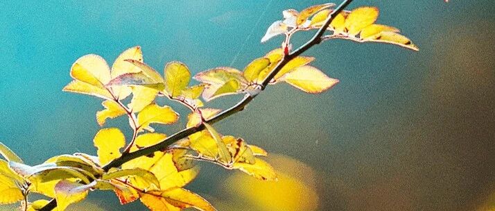 今日立秋，阳气渐收，阴气渐长，养生谨记饮二茶、按三穴、吃四宝！