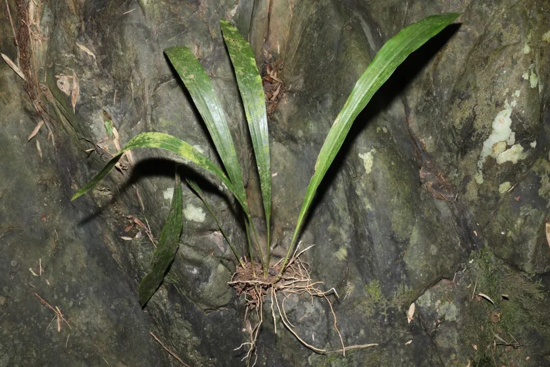 滑水山蜘蛛抱蛋 (带果实).JPG