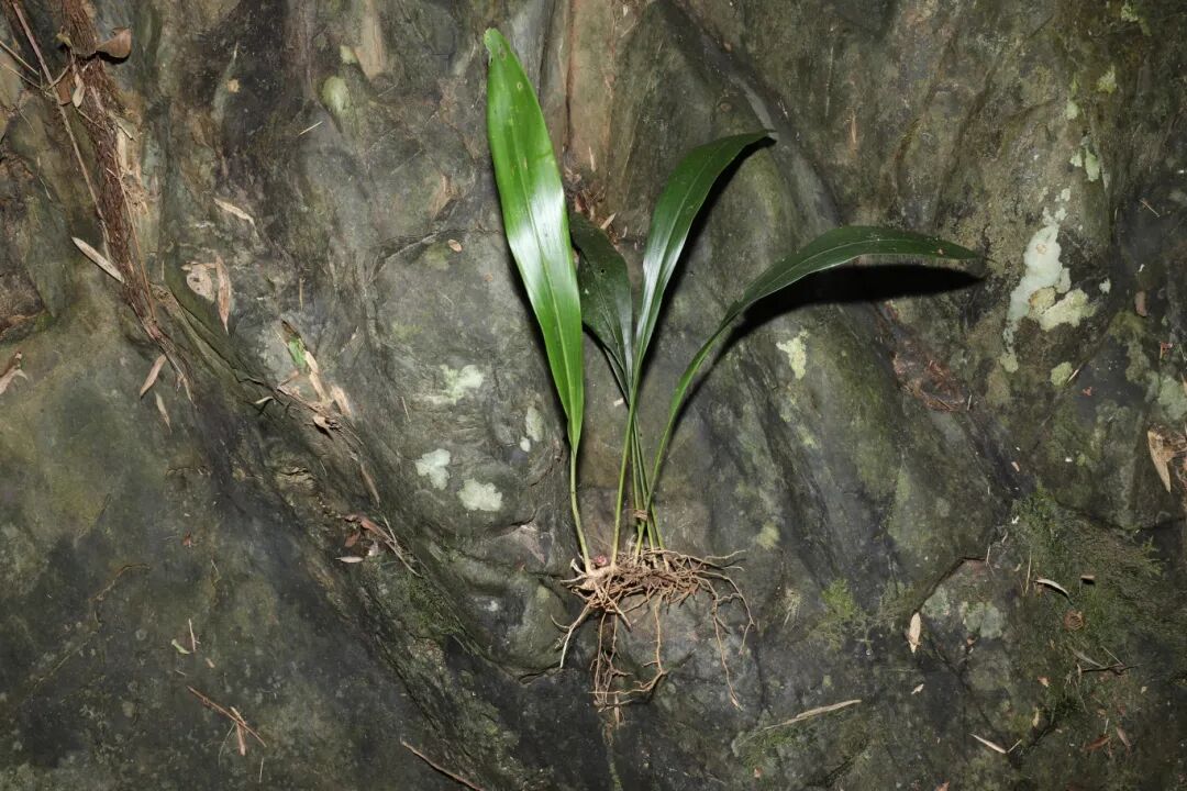 滑水山蜘蛛抱蛋 (带花).JPG