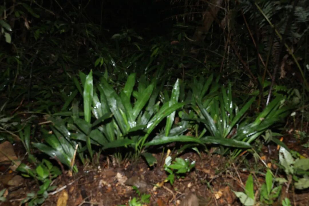 滑水山蜘蛛抱蛋 (1)(1).JPG