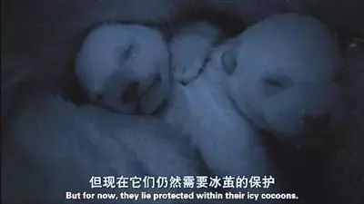 屡现造假丑闻,BBC连底裤都不要了吗? 屡现造假丑闻,BBC连底裤都不要了吗?