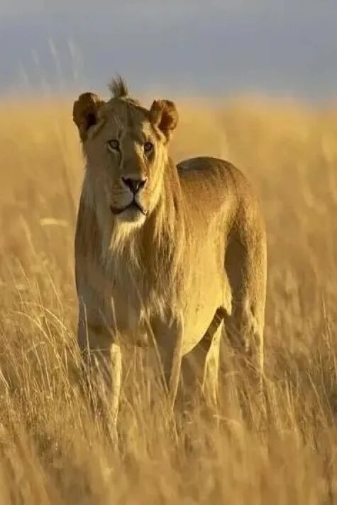 زوراۋان ئەركەك شىرلار 