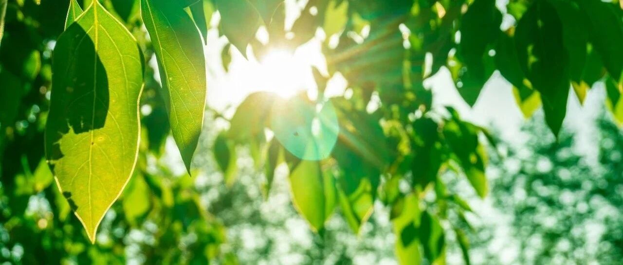 蒸烤！今日入伏，超长待机40天！这份提醒一定要看