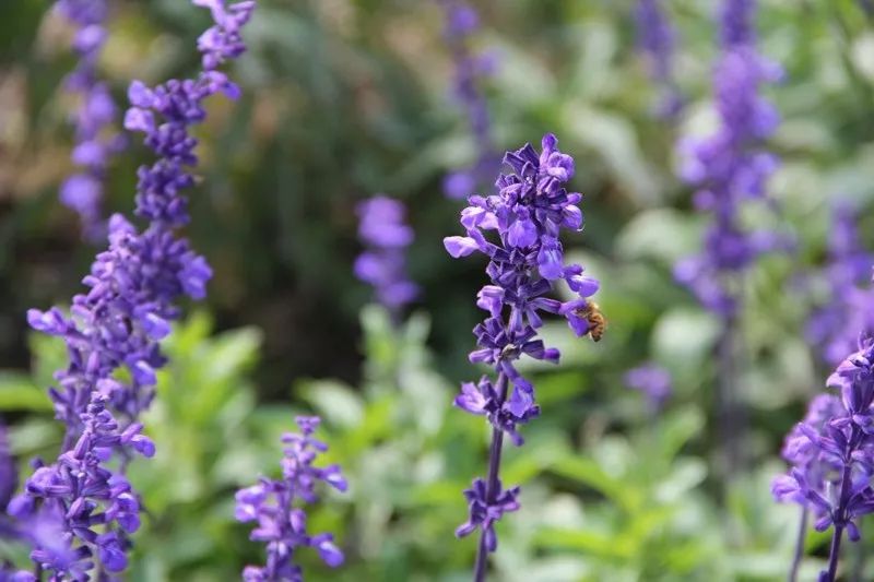 梯田花海、峽谷棧道、香草花園……廈門這個世外桃源了解一下？ 旅行 第13張