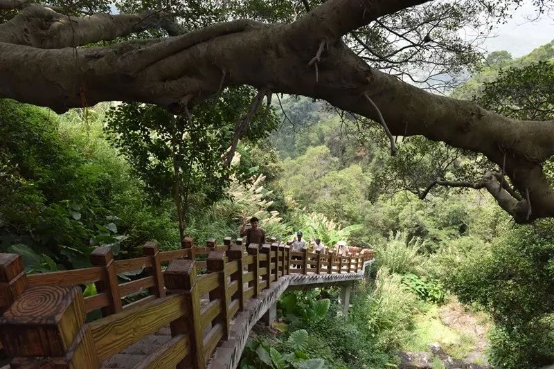 梯田花海、峽谷棧道、香草花園……廈門這個世外桃源了解一下？ 旅行 第10張