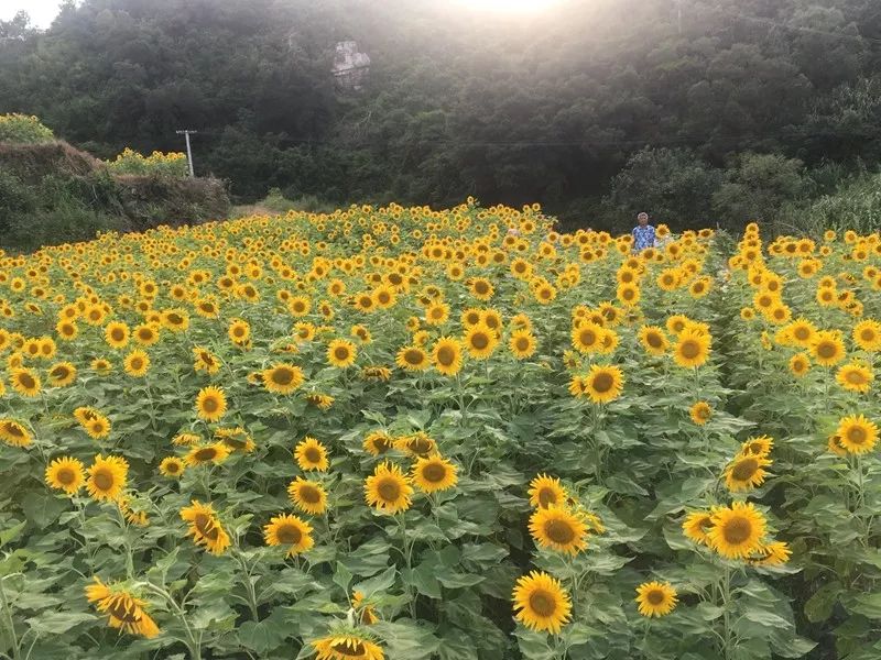 梯田花海、峽谷棧道、香草花園……廈門這個世外桃源了解一下？ 旅行 第9張