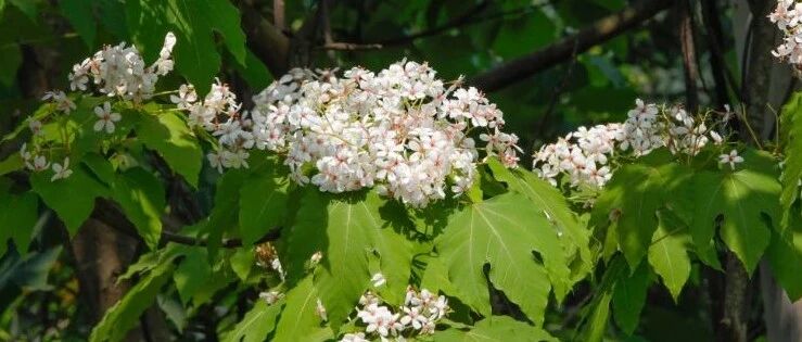 超8万人次打卡!赏桐花、品美食、享福利…海沧这场盛会亮点多多，好精彩!