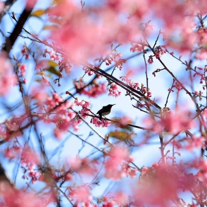 油菜花樱花虞美人…花样厦门美翻天！今晚8点有海峡两岸春节焰火晚会，这样看直播→→