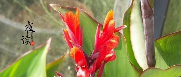 夜读｜难忘家乡粉芋的味道