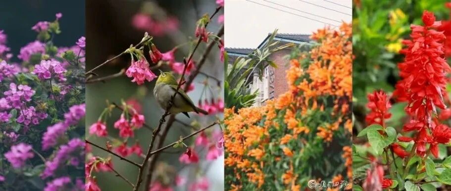 超美！花都开好啦！厦门阳光持续在线，周末踏青走起→→