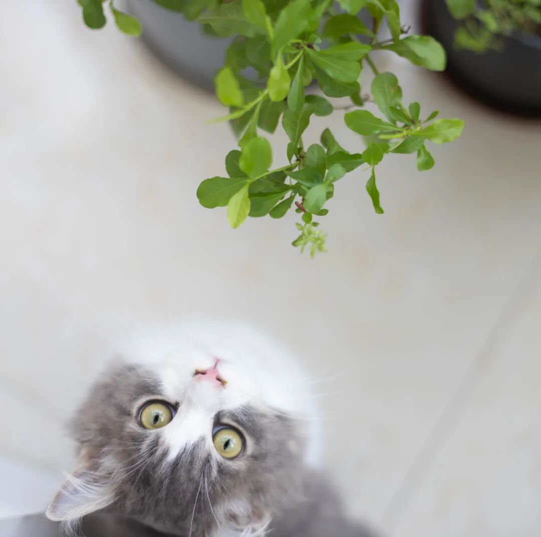 萌爆了！果然只有萌物才能拯救摄影！