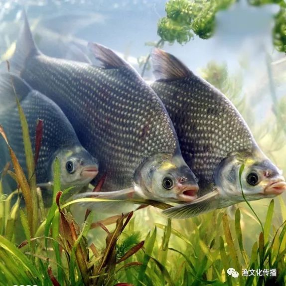 长乐湖渔场 研究|各种淡水鱼的营养价值