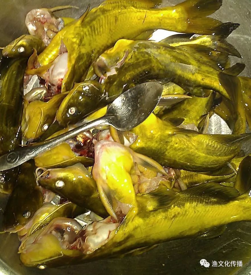 黄颡鱼又名黄腊丁,鱼央丝,嘎鱼,嘎牙子,戈牙,咯鱼,咯咯噎.