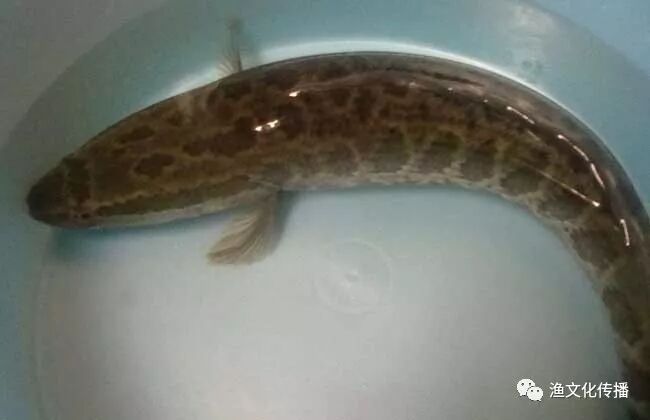 长乐湖渔场 研究|各种淡水鱼的营养价值