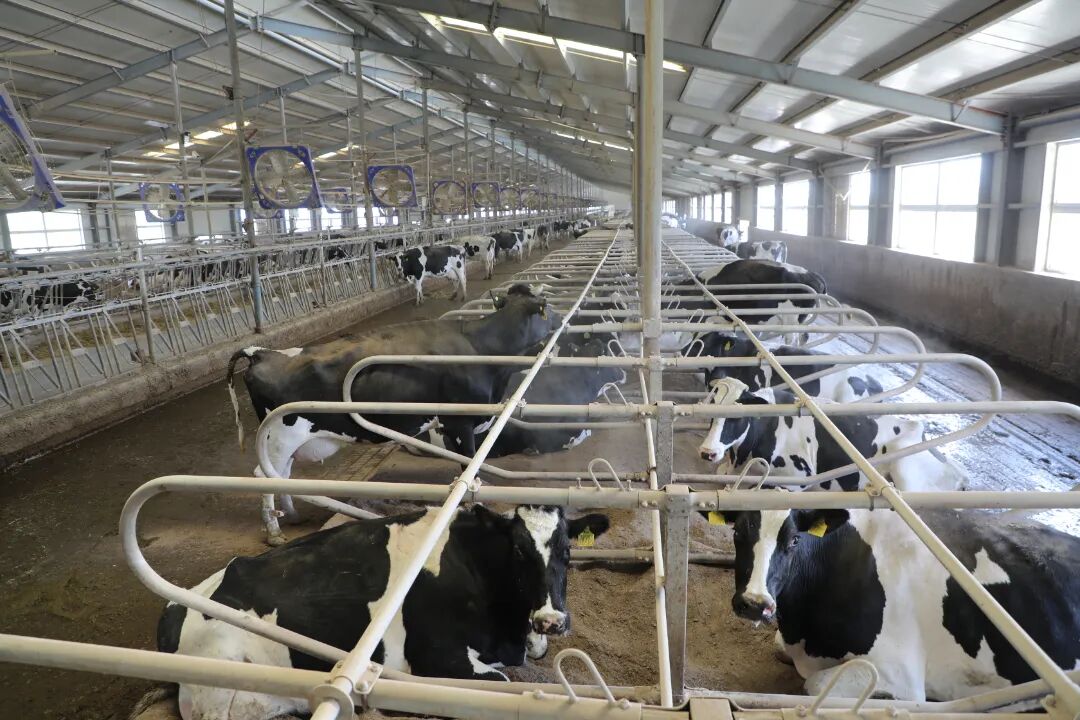 天润乳业回首奋进路聚力谋发展