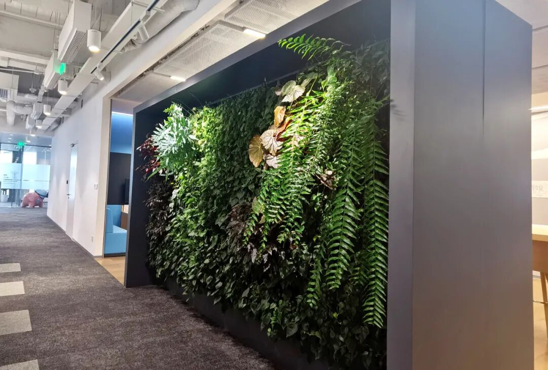 所以在办公室内加入了很多的绿植墙,绿植总面积达300多平方米,有些