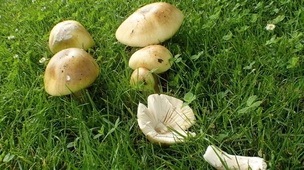 小心这种致命死亡蘑菇！长得很像华人爱吃的草菇...一旦食用会导致肝肾衰竭或死亡（视频/组图） - 9