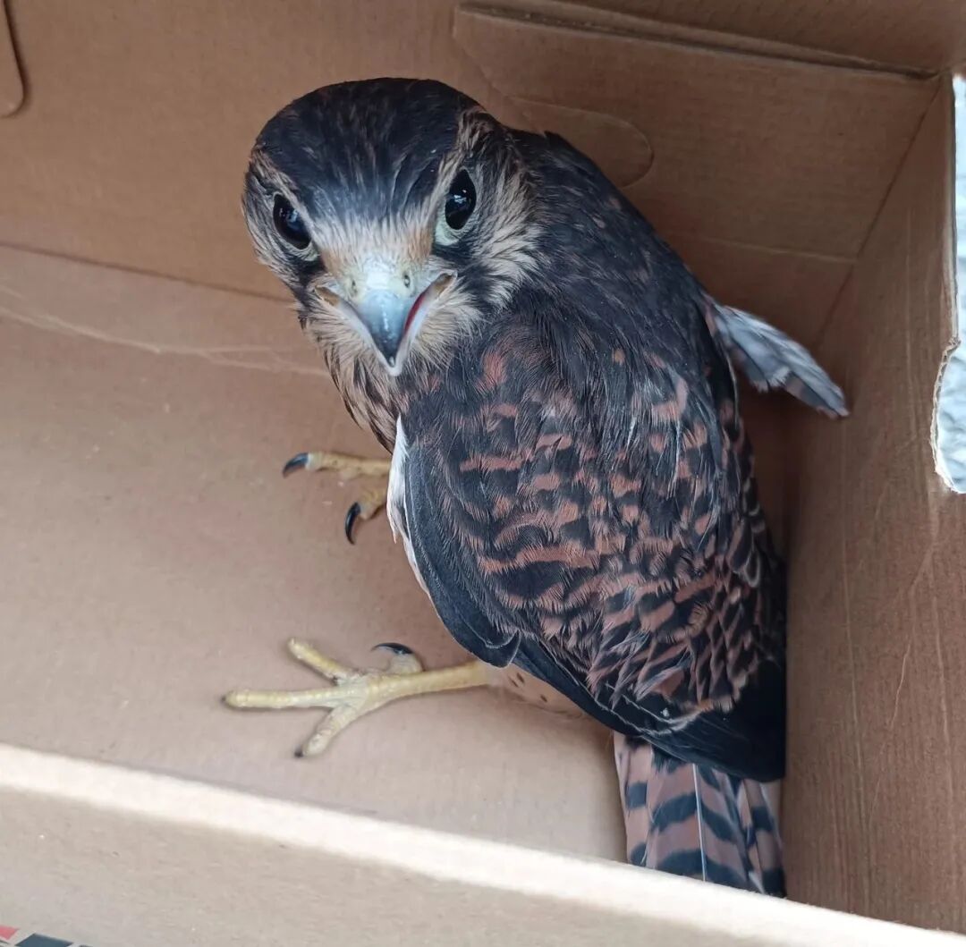 湖北下陆小型猛禽落难警民携手救助