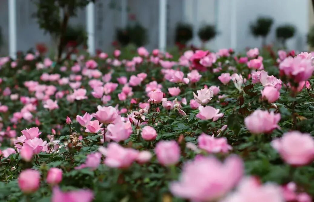 深圳3月赏花地图大汇总春日限定美景一网打尽