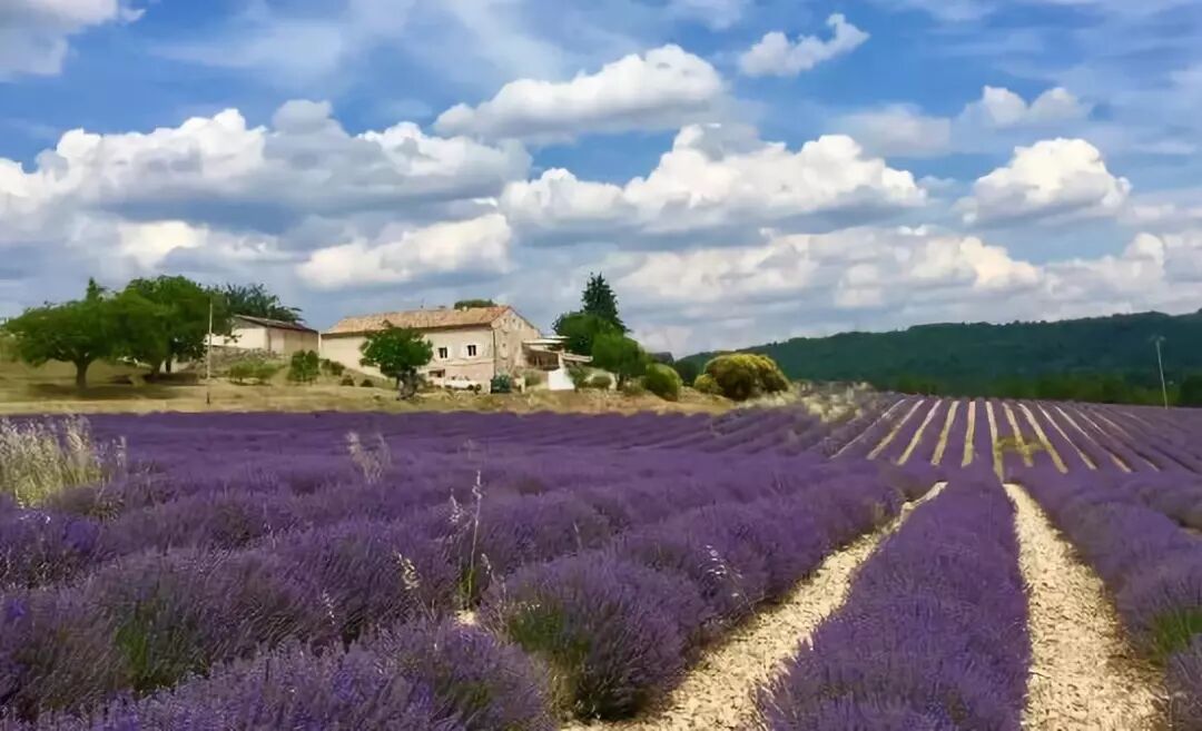 干货：法国普罗旺斯旅行攻略（一定不要自由行啊！）