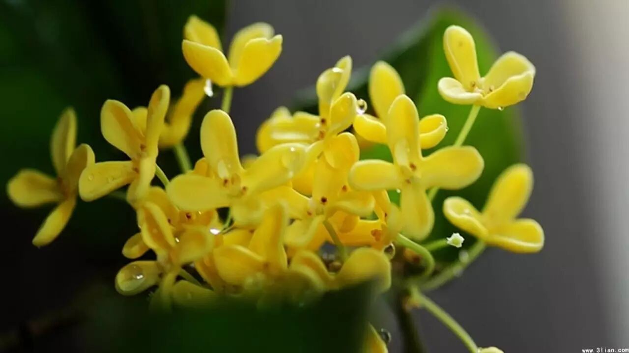 桂花四年苗用多大的花盆