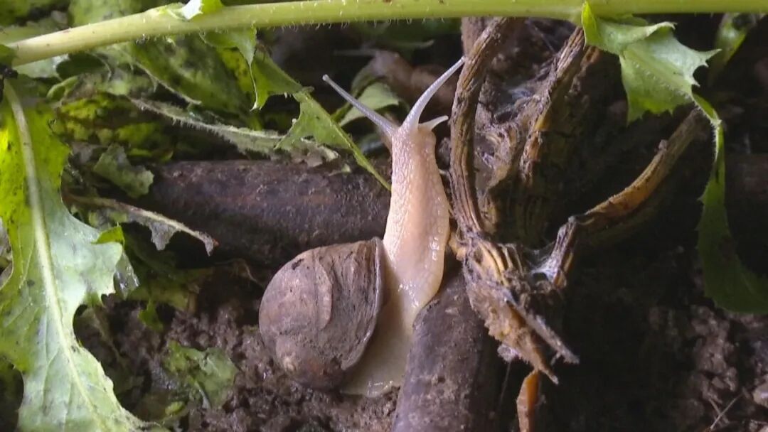 养殖白玉蜗牛的病害防治