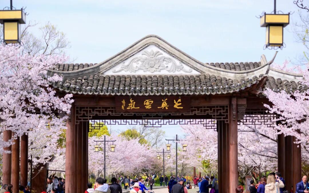 光樱落落处,冉冉人间烟火气,广富林文化遗址的樱花季也来啦~即日起-3