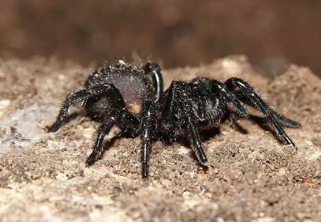 世间生物皆有灵性_世间生物都是怎么形成的_世间生物