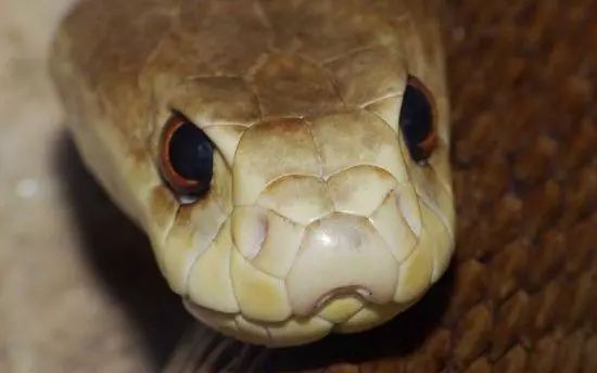 世间生物_世间生物皆有灵性_世间生物都是怎么形成的