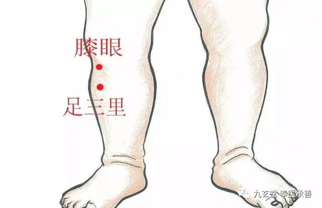 每日一穴之 膝眼