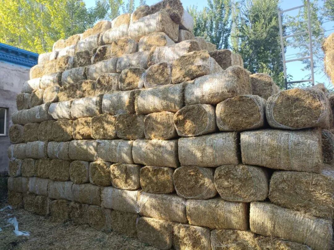 巩留县积极开展牲畜越冬饲草料储备工作