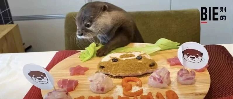 你想过养只水獭当宠物吗？