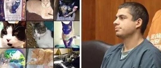 “虐猫怎么了？虐猫又不犯法！”