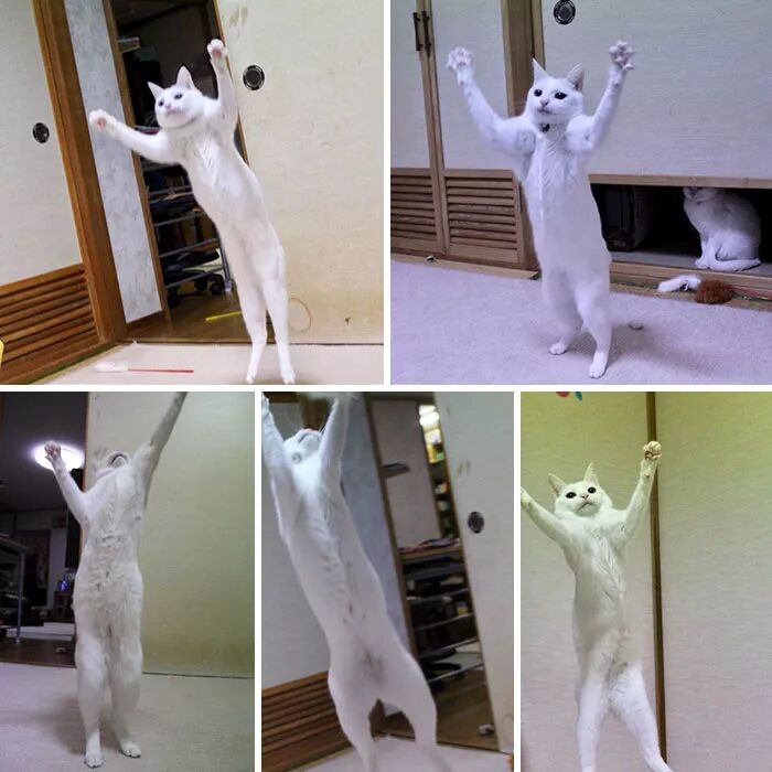 真是一种可怕的神秘生物呢.