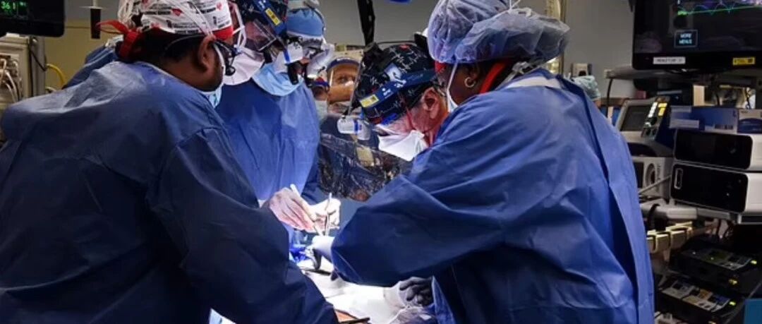 美国男人成功移植“猪心”保命！网友：养猪业新方向？？