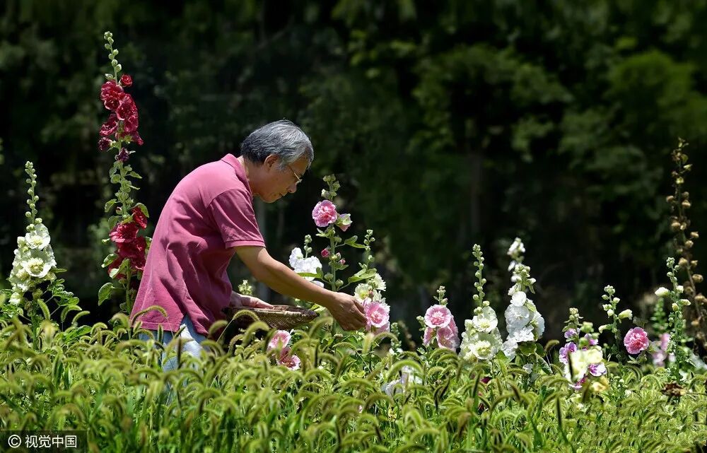 为了一句承诺 他花4年时间为妻子打造10亩花田 还把恩爱秀到了央视 惊艳了董卿 柠檬资讯