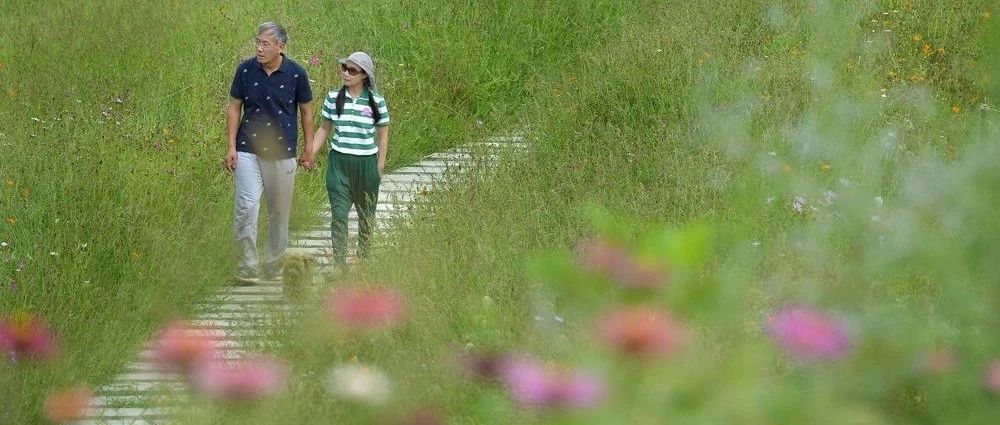 为了一句承诺,他花4年时间为妻子打造1200亩花田,还把恩爱秀到了央视,惊艳了董