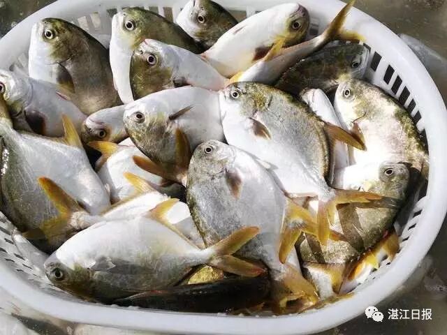 在湛江想吃海鲜怎么办? 小编有妙招!