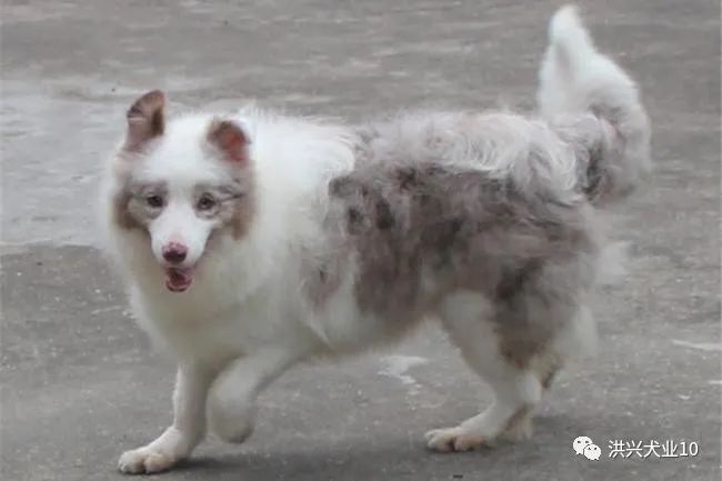 阿拉斯加犬价格纯种阿拉斯加犬多少钱一只