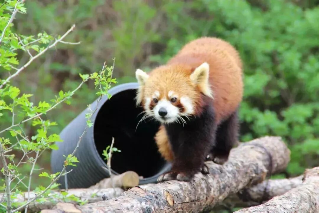 假期去哪儿枣庄这里有座萌宠乐园快来带着神兽会萌宠