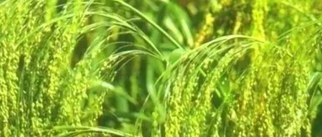 黍为什么没有像小麦、水稻一样成为现代人主粮？