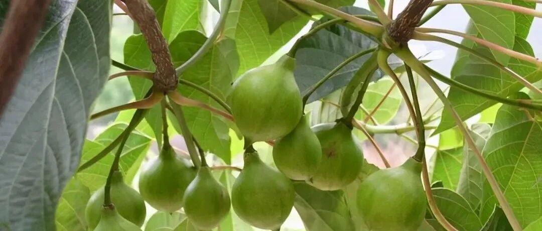 朱元璋种了几棵树，助中国赚钱六百年，还为抗战立下奇功