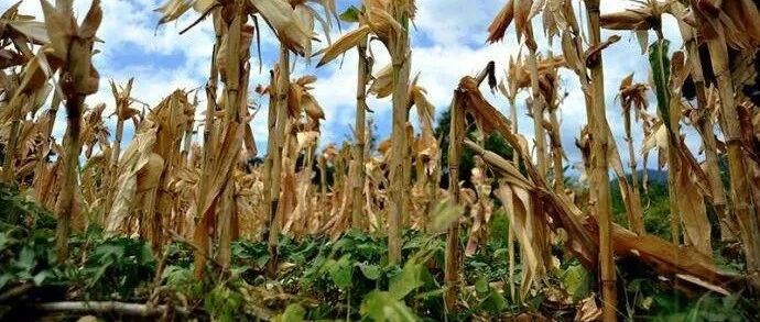 历史上被称为“无夏之年”的1816年，夏天结了冰霜，具体是什么情况？