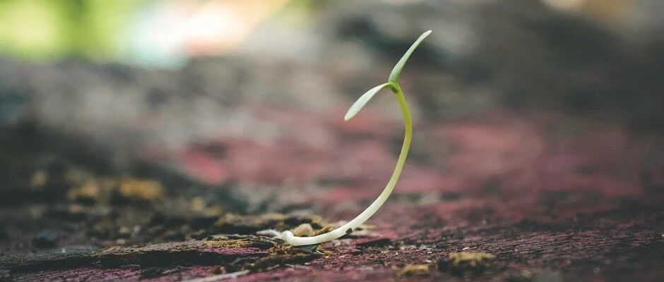 俞敏洪：关于成长，我有4点建议