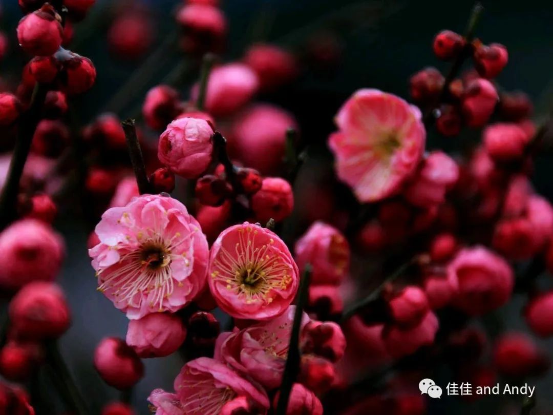 所求皆所愿所行化坦途什么意思,想之、盼之；得之所愿！
