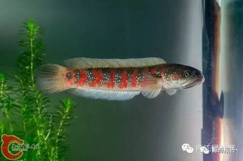 鲸奇报告珍珠赤雷龙国产雷龙得骄傲