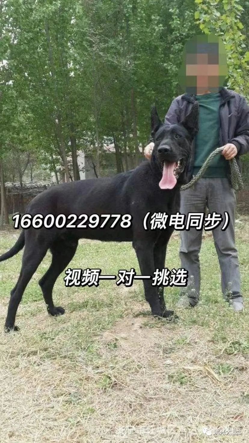 莱州红犬多少钱一只纯种莱州红幼犬图片价格