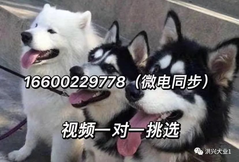 哈士奇犬多少钱一只纯种哈士奇幼犬图片价格