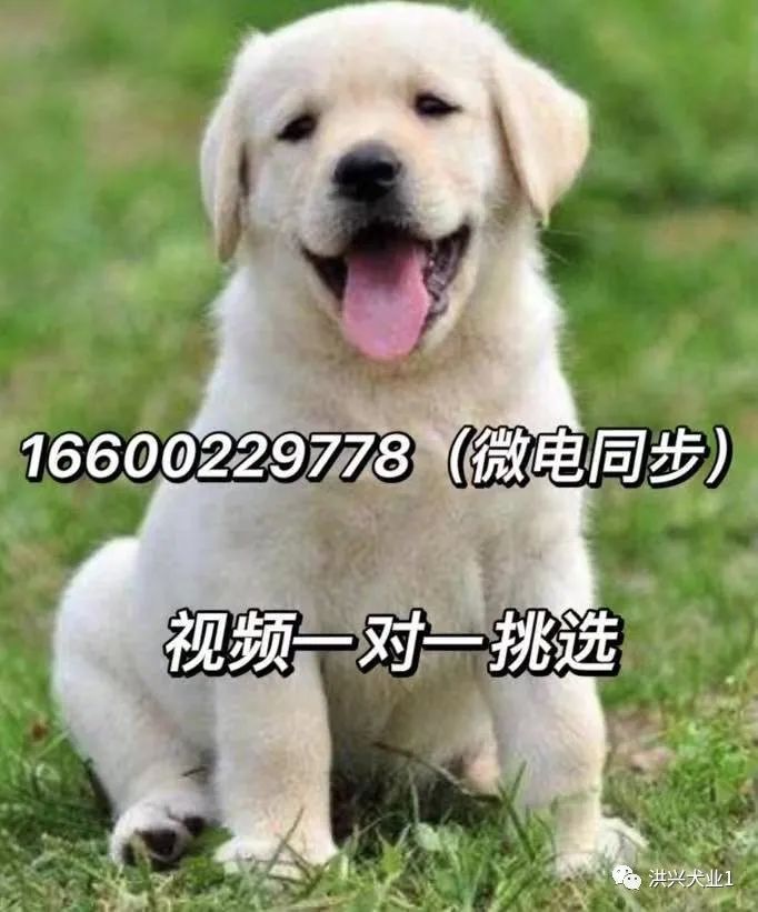 阿拉斯加犬价格纯种阿拉斯加犬多少钱一只